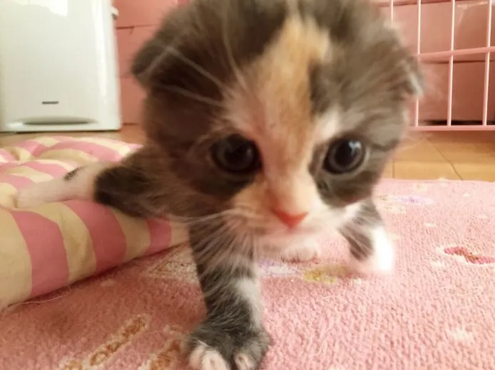 ID:1506-00098の子猫