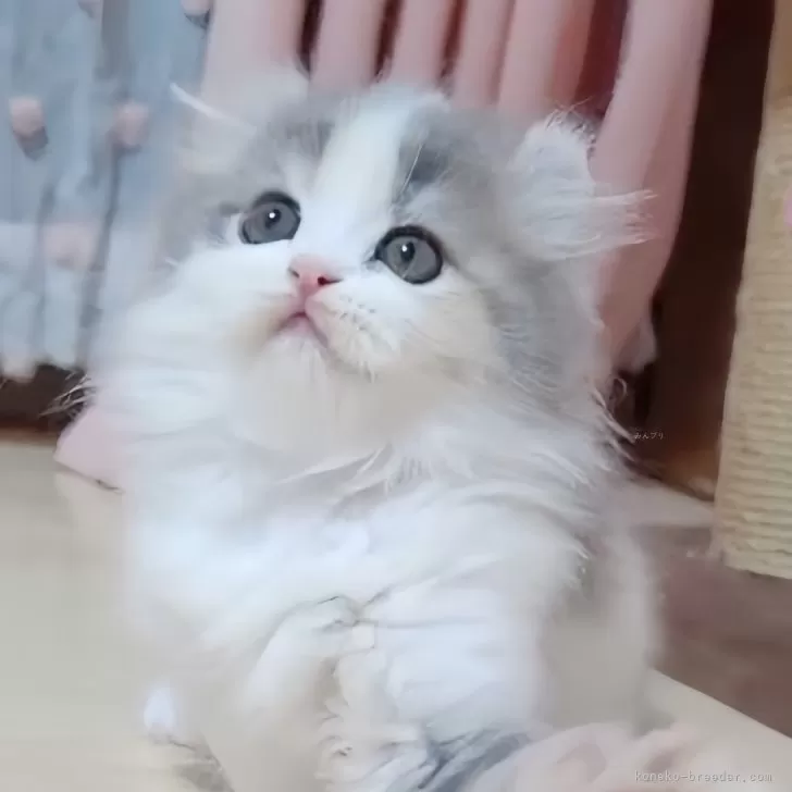 ID:2411-01889の子猫