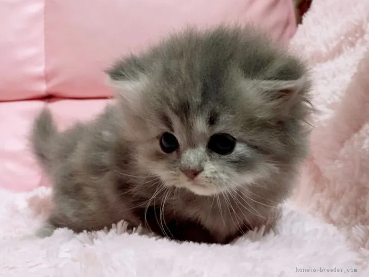 ID:2003-00136の子猫