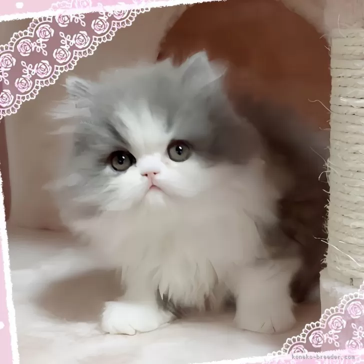 ID:2401-00943の子猫