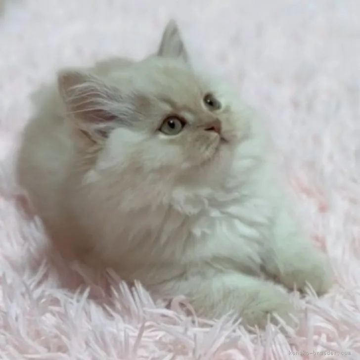 ID:2311-02592の子猫