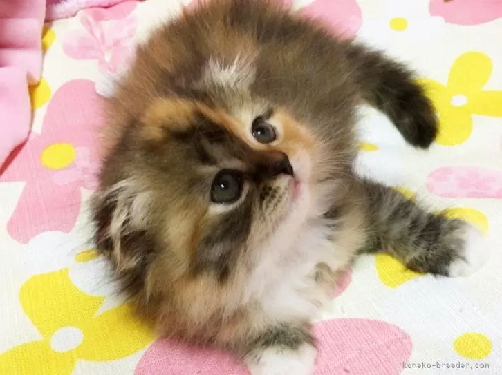ID：1606-00914の子猫