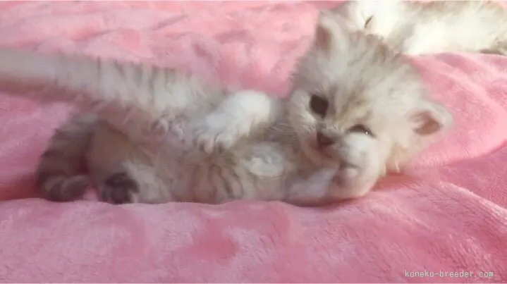 ID：1602-00108の子猫