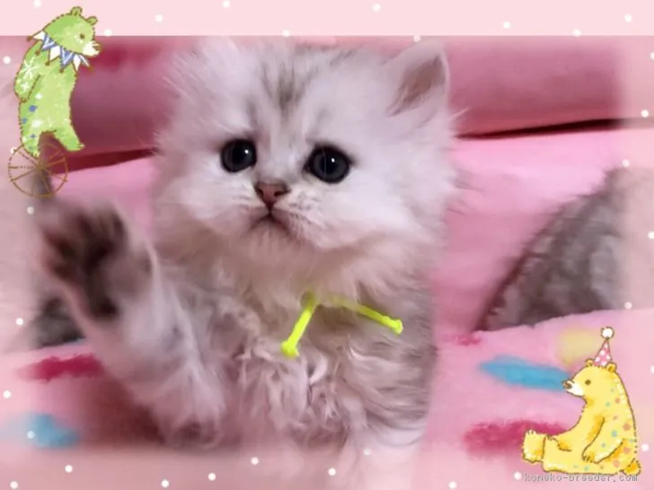 ID:1812-00502の子猫