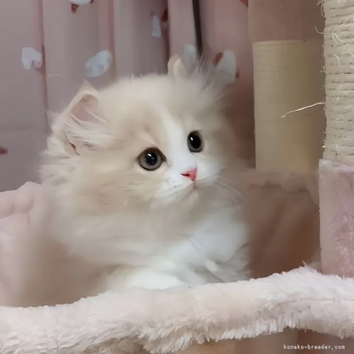 ID:2312-01637の子猫