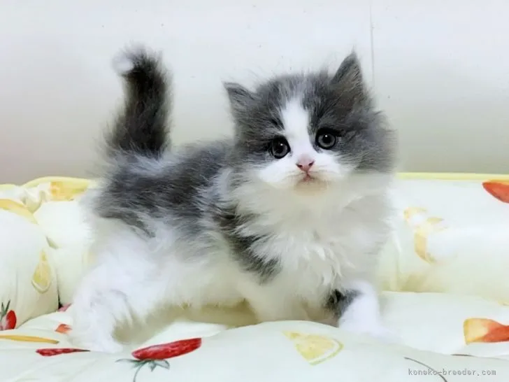 ID：2105-01845の子猫