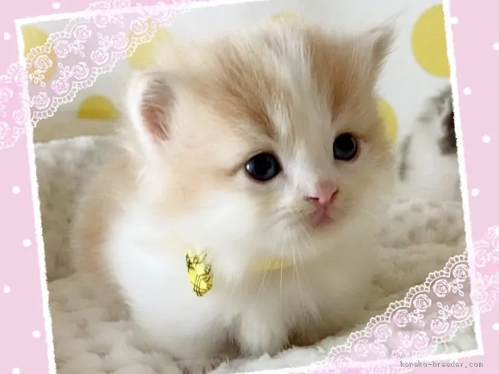 ID：2011-00335の子猫