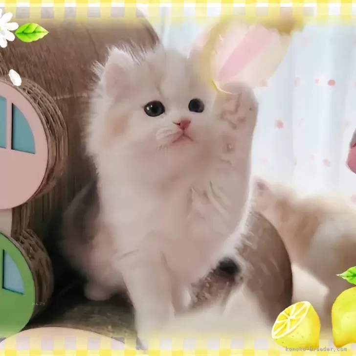 いち 様のお迎えした子猫