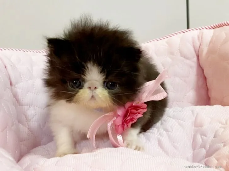 ID:2005-01822の子猫