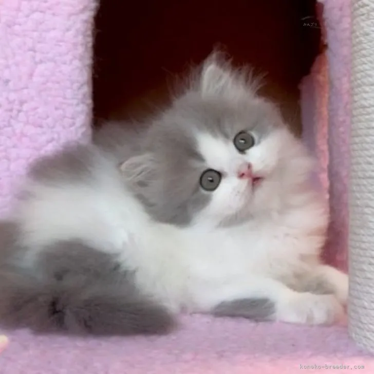 ID:2311-00477の子猫