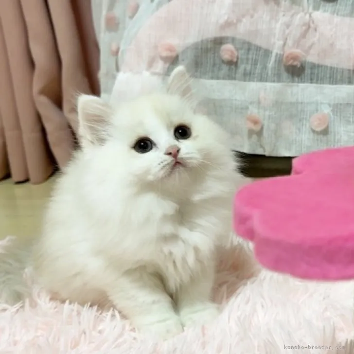 ID:2311-01218の子猫