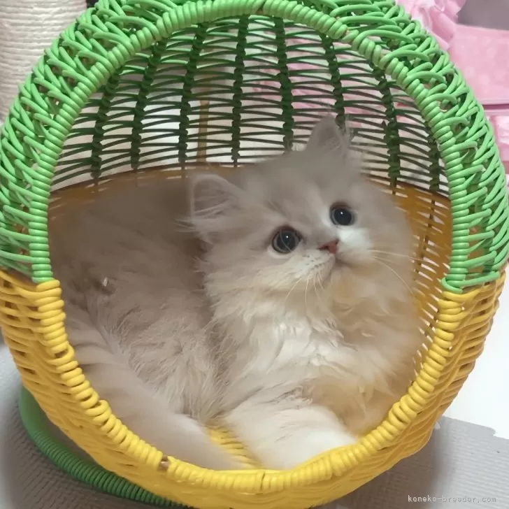 ID：2406-01729の子猫