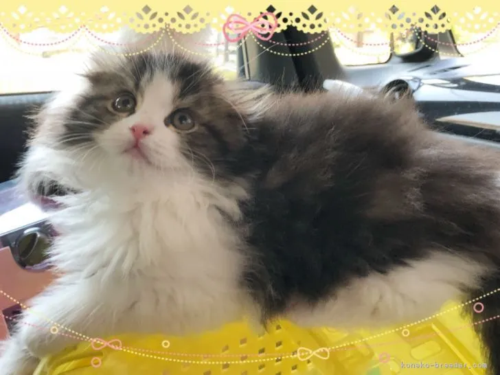 ID:1804-00690の子猫