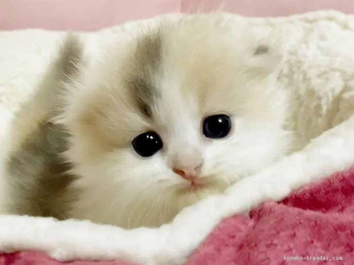 ID:2005-00246の子猫