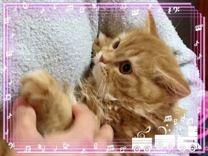 ID：1910-00835の子猫