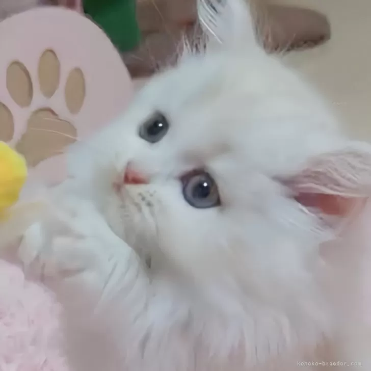 ID:2411-02470の子猫
