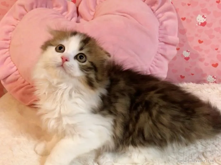 ID:1909-01919の子猫
