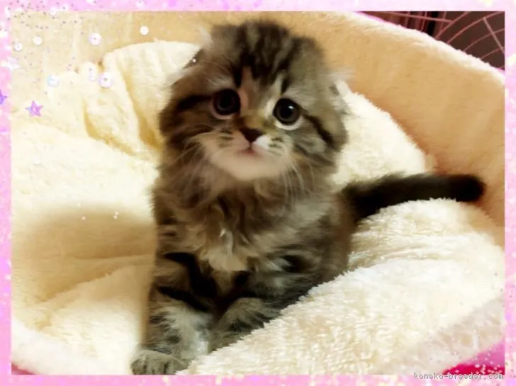 ID：1806-01226の子猫