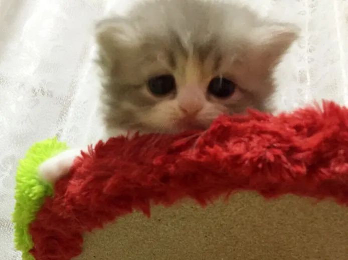 ID:1501-00231の子猫
