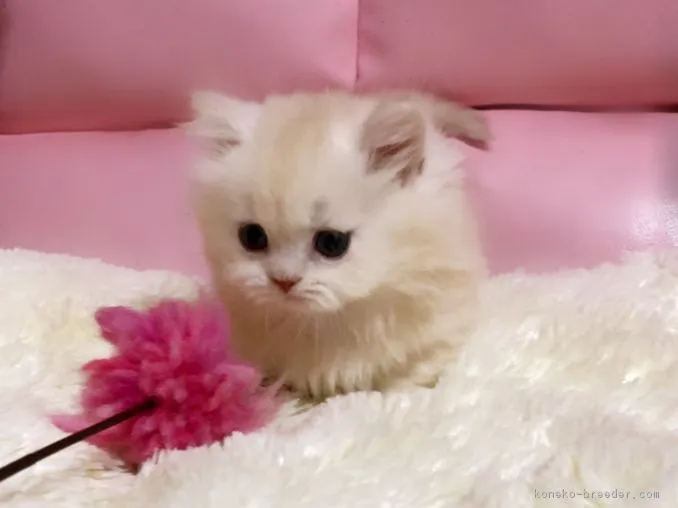 ID：1804-01014の子猫