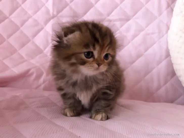 ID:1807-00730の子猫