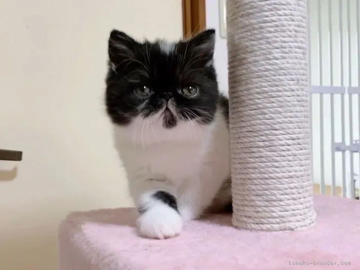 ID：2204-02500の子猫