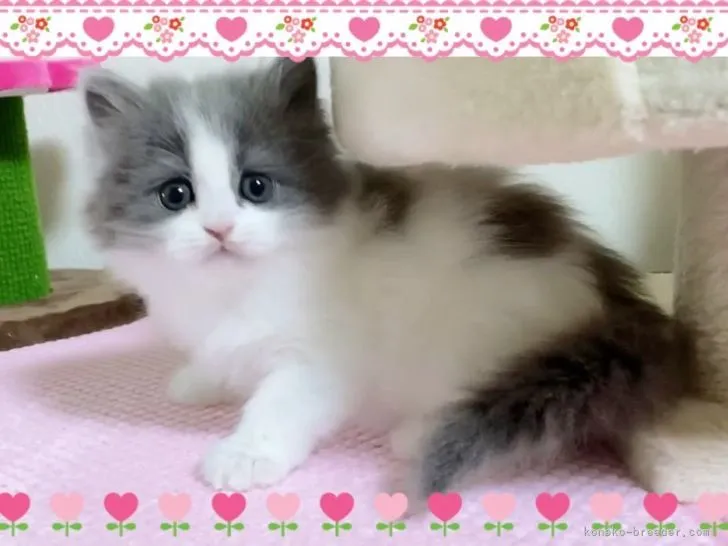 ID:2203-00329の子猫