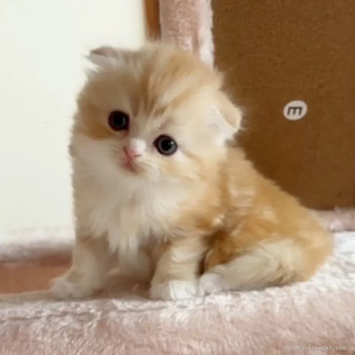 H.O 様のお迎えした子猫
