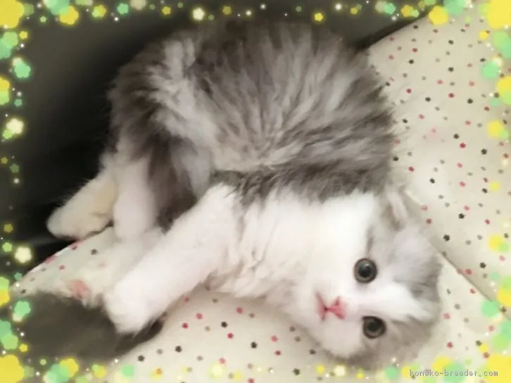 ID：1609-00600の子猫