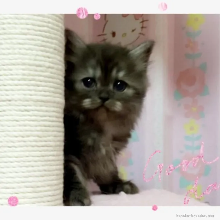 ID：2304-00315の子猫