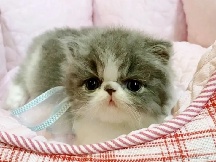 ID:2005-01830の子猫