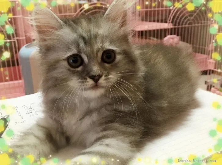 ID：1608-00342の子猫