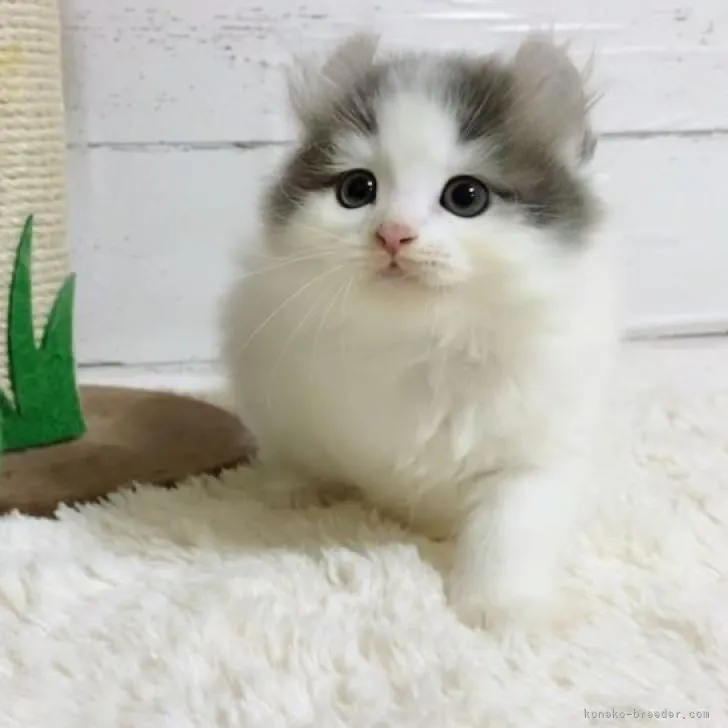 ID:2209-01022の子猫