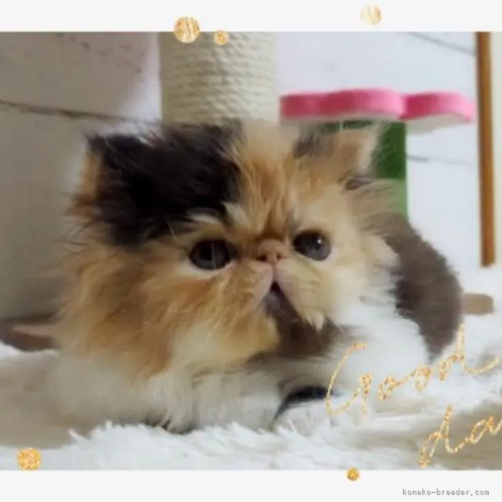 ID：2212-00103の子猫