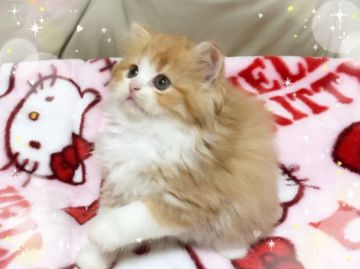 スコティッシュフォールド(立ち耳)【愛媛県・男の子・2018年10月14日・レッドタビーアンドホワイト ロング】の写真「可愛いすぎます😊❣️絶賛♥️」