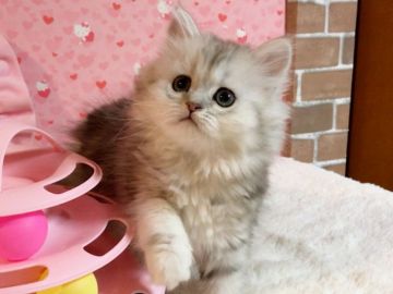 ペルシャ(チンチラ)【愛媛県・女の子・2019年8月18日・シェーデッドシルバー】の写真「飼いやすい可愛い女の子❤️」