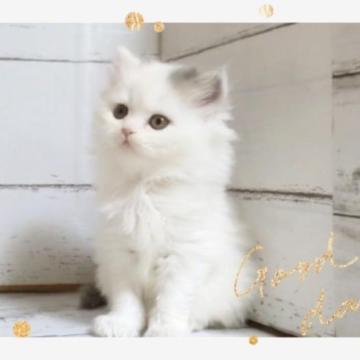 ミヌエット(長足)【愛媛県・女の子・2022年12月3日・ブルータビーアンドホワイト ロング】の写真「美猫ちゃんです🥰💕」