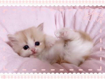 スコティッシュフォールド(立ち耳)【愛媛県・女の子・2018年9月30日・クリームタビーアンドホワイト ロング】の写真「あま〜いお顔が可愛すぎ♥️」