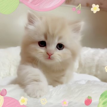 スコティッシュフォールド(立ち耳)【愛媛県・男の子・2024年3月13日・カメオタビーアンドホワイト】の写真「可愛すぎる😻💕💕」