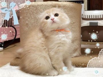 スコティッシュフォールド(折れ耳)【愛媛県・男の子・2019年10月10日・カメオタビーアンドホワイト】の写真「お目目くりくり　お耳ぺったん😊❤️」