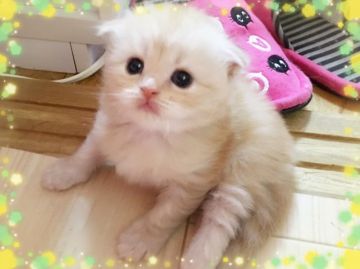 スコティッシュフォールド【愛媛県・女の子・2016年8月8日・クリームタビーアンドホワイト ロング】の写真「無茶かわです。♡」