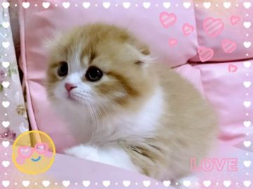スコティッシュフォールド(折れ耳)【愛媛県・男の子・2021年5月16日・レッドタビーアンドホワイト】の写真「ほんとに可愛過ぎ〜😀❤️」