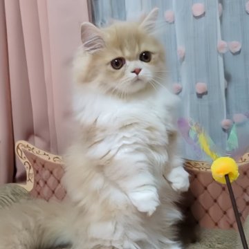 ミヌエット(短足)【愛媛県・男の子・2024年5月16日・クリームタビーアンドホワイト】の写真「お目目のおっきい可愛い男の子❤️」