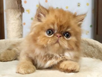 エキゾチックショートヘア【愛媛県・男の子・2019年6月15日・レッドタビー】の写真「人懐きバッチリ👌❤️」