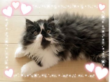 エキゾチックショートヘア【愛媛県・男の子・2019年8月16日・ブラックアンドホワイト】の写真「個性的なボク💕」