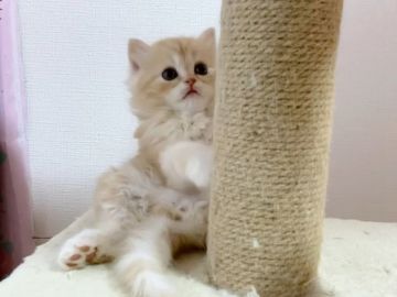 スコティッシュフォールド(立ち耳)【愛媛県・男の子・2021年10月20日・レッドタビー ロング】の写真「むちゃかわ🥰💕　ムービーみてね🥰」