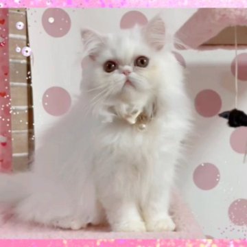 ペルシャ【愛媛県・男の子・2023年6月24日・ホワイト】の写真「可愛い💓性格も良い男の子😃💓」