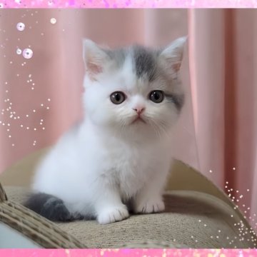 ミヌエット(短足)【愛媛県・男の子・2024年3月25日・ブルータビーアンドホワイト】の写真「ずっとついてくる　一緒にいて、幸せな男の子😃❤️」