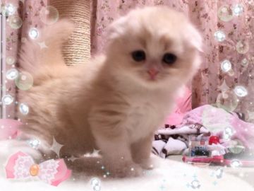 スコティッシュフォールド(折れ耳)【愛媛県・女の子・2018年10月11日・カメオタビーアンドホワイト ロング】の写真「クリクリお目目が 魅力的❤️」