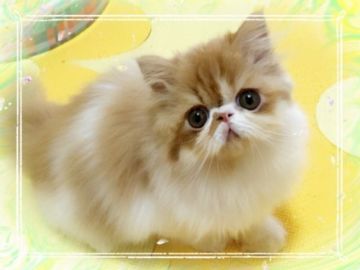 エキゾチックショートヘア【愛媛県・男の子・2019年6月14日・レッドタビーアンドホワイト ロング】の写真「むちゃくちゃかわいいです。♥️」